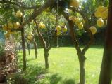 images/gallery-garden/010.jpg